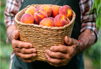 Farmer with a basket of Georgia peaches